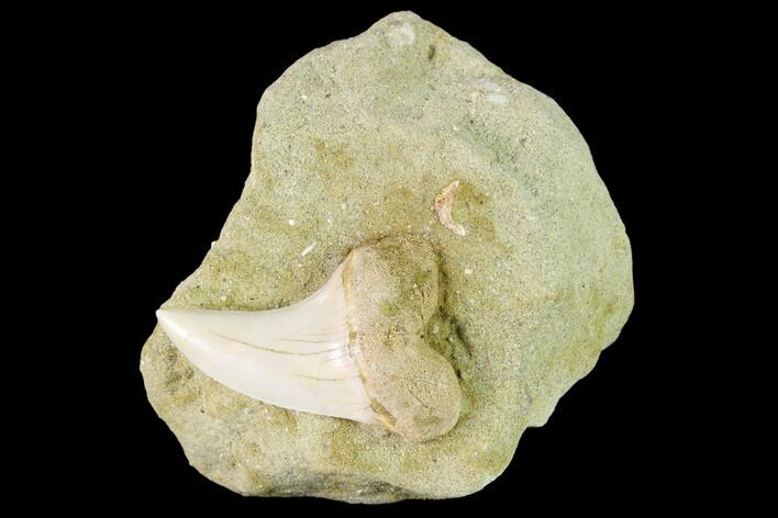 Fossil Mako Shark Tooth On Sandstone - Bakersfield, CA #144438
